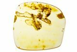 Polished Colombian Copal ( g) - Contains Termites! #304257-1